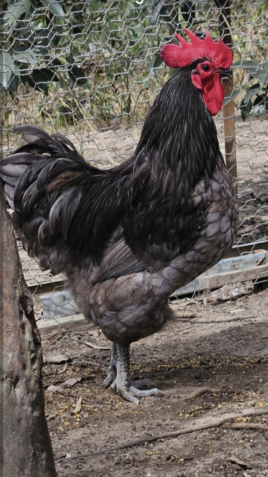 Free SHIPPING Rare 12 BBS Australorp Hatching Eggs NPIP Certified !!!