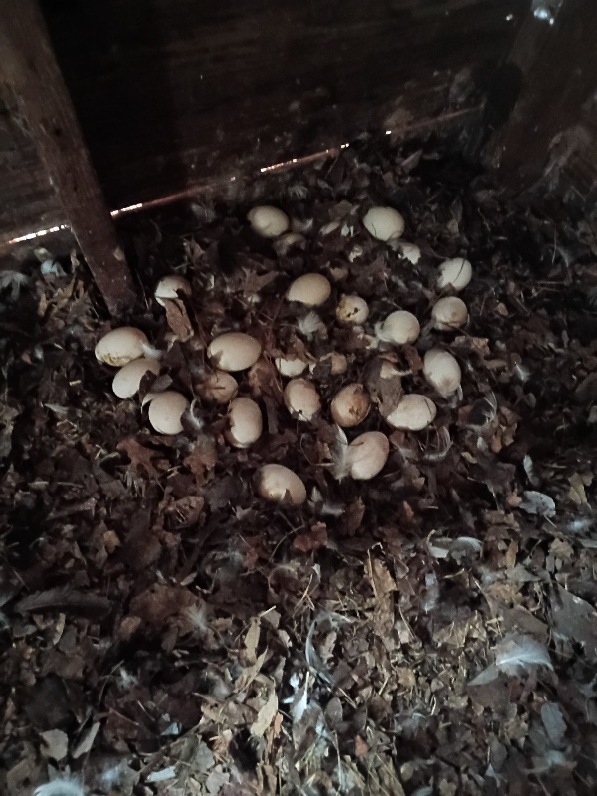 4 Potentially Fertilized Duck Eggs
