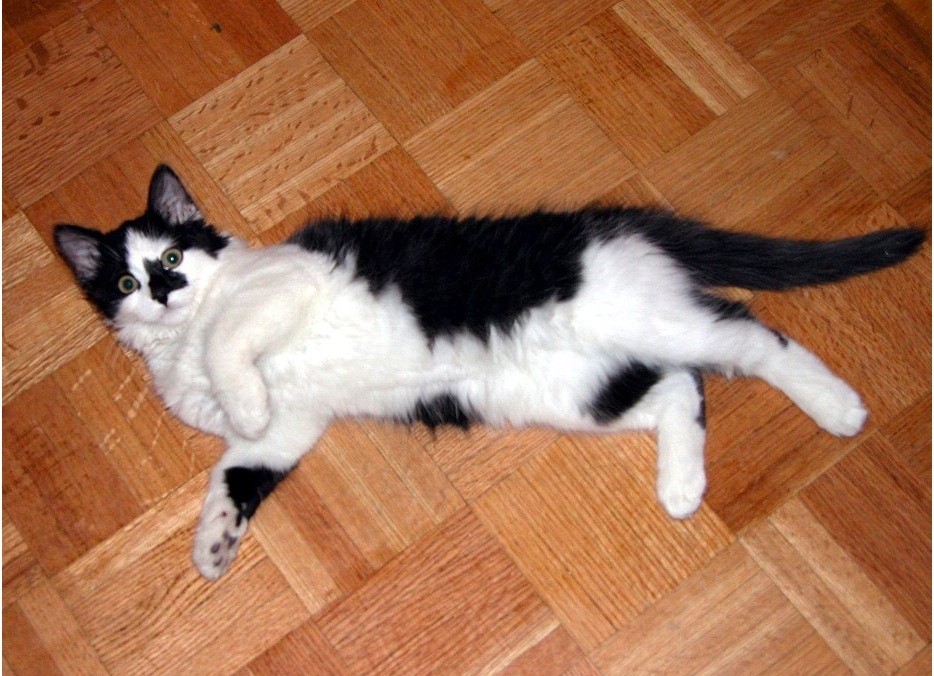 BESYA THE CAT 🐱🐈 meow virtual digital photo picture photo image #J023T Julia