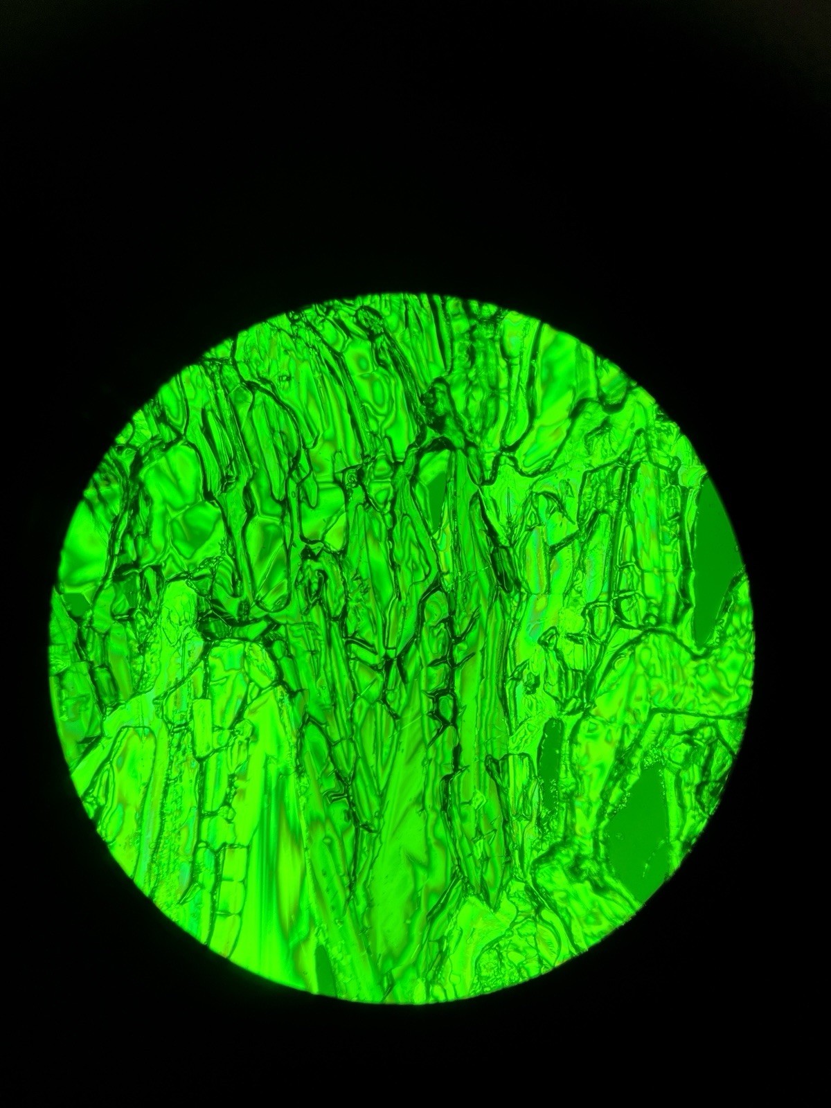 Olympus BH2/BHS Trinocular 100W Polarizing Microscope + MTV-3 + S-Plan Optics