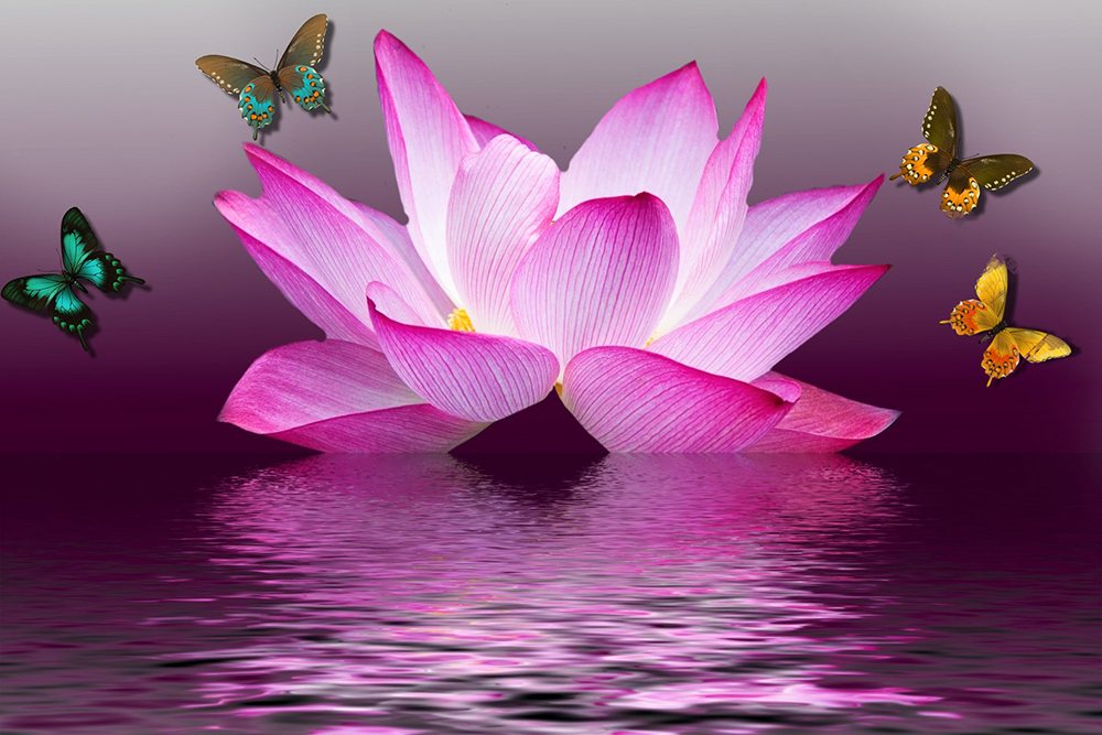 perfect oil painting handpainted on canvas"butterflies and lotus flowers"NO4779