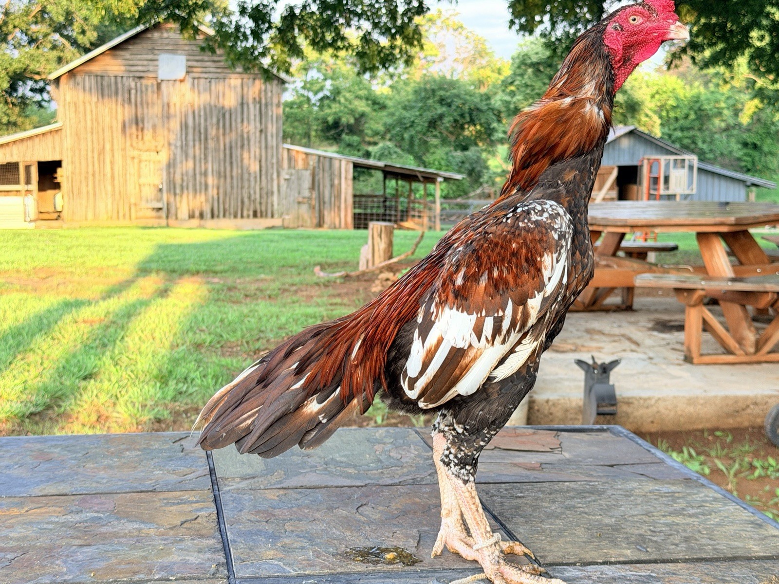 1 Pakistani Original Hatching Eggs Purebred Rare Breed