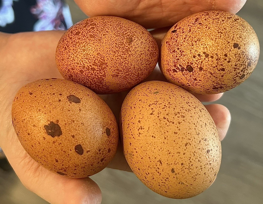 Speckled Galaxy Hatching EGGS Welsummers, Marans, Backcrossed Olive Eggers ✨🐣