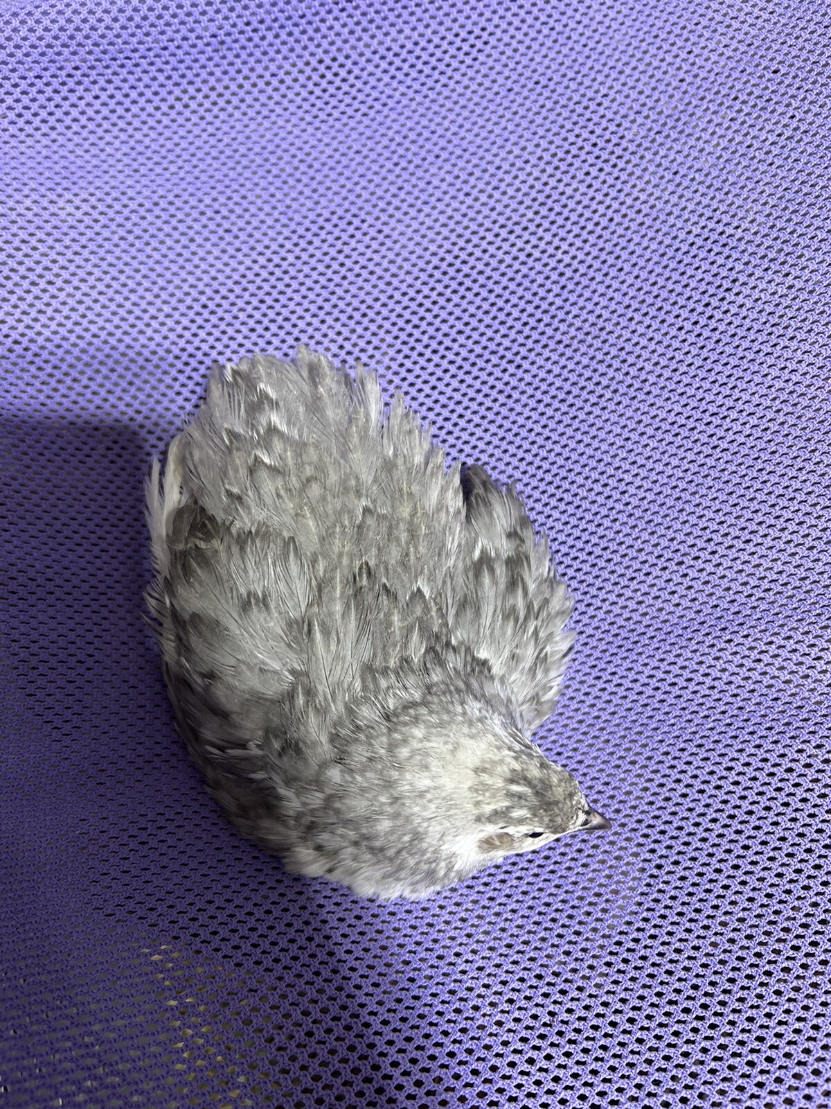 12 Mix Andalusian Coturnix Quail Hatching Eggs