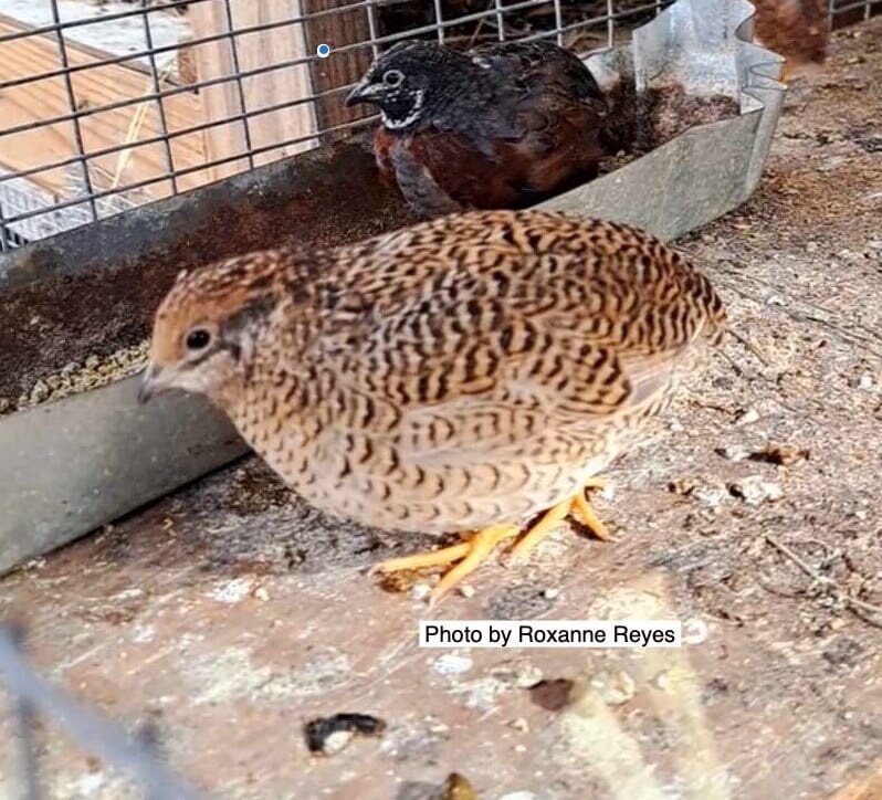 30 BUTTON QUAIL EGGS choose from 12+ colors ships USPS PRIORITY PLEASE READ ALL