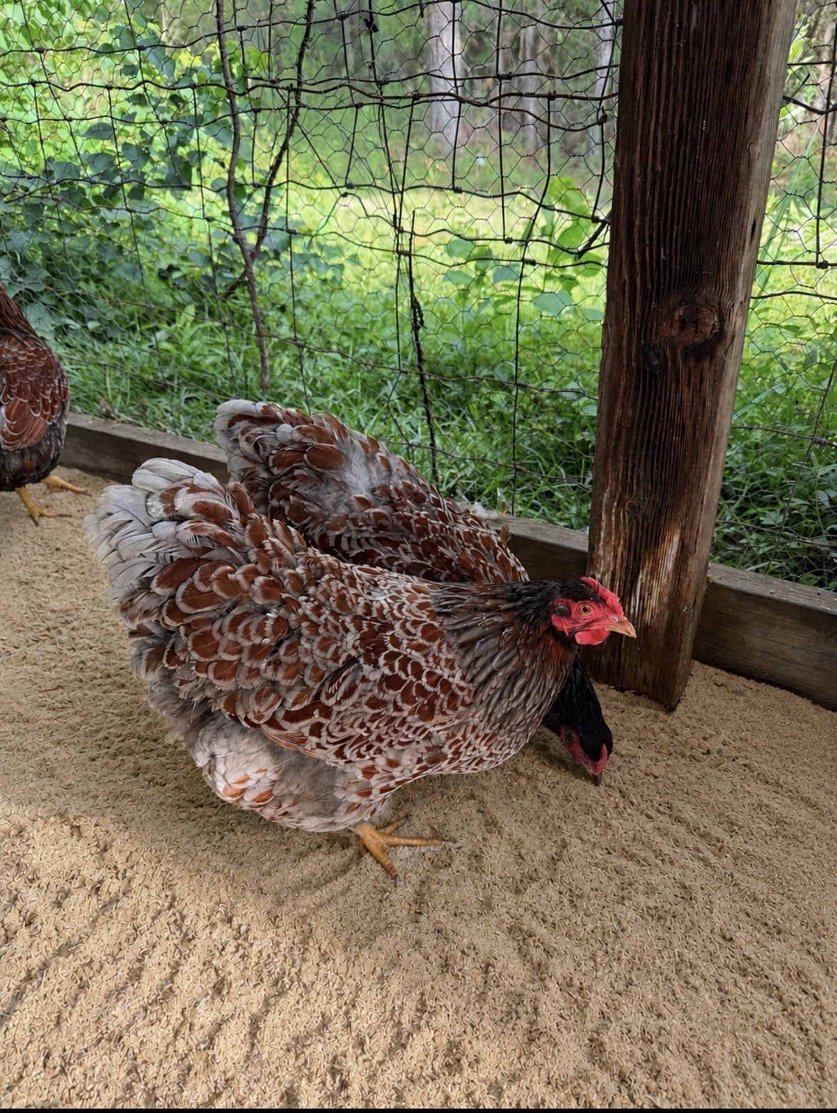 6+ Blue Laced Wyandotte Hatching Eggs NPIP AI Free