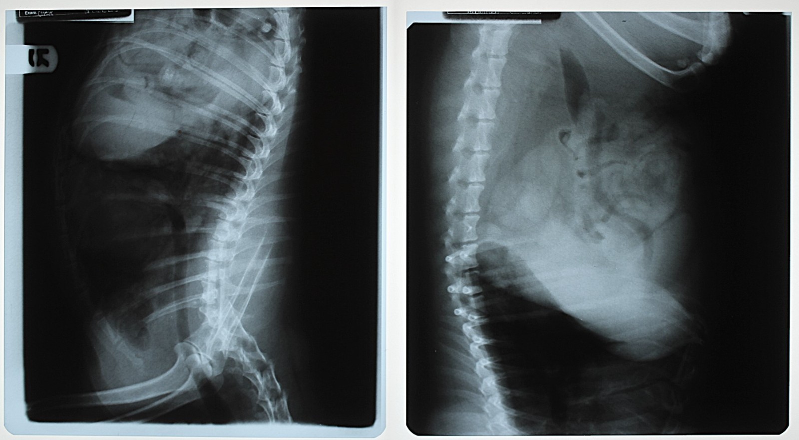 10 Vet X-rays Dog Cat Xray Film: for Teaching, Silver ~10" x 11"  (Lot 13)