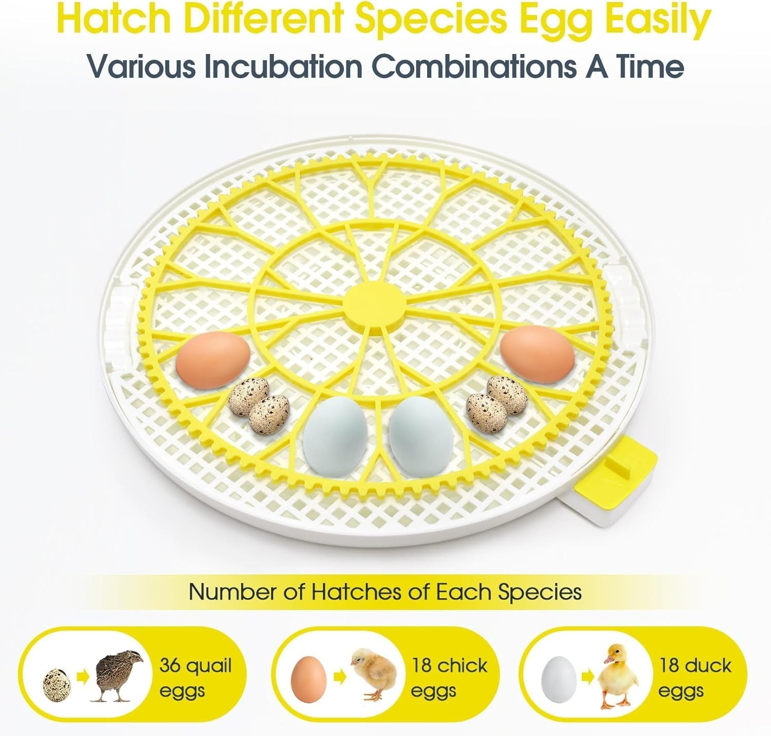 All-in-One 18 Egg Incubator: Clear View, Temperature Stability, and Easy Setup