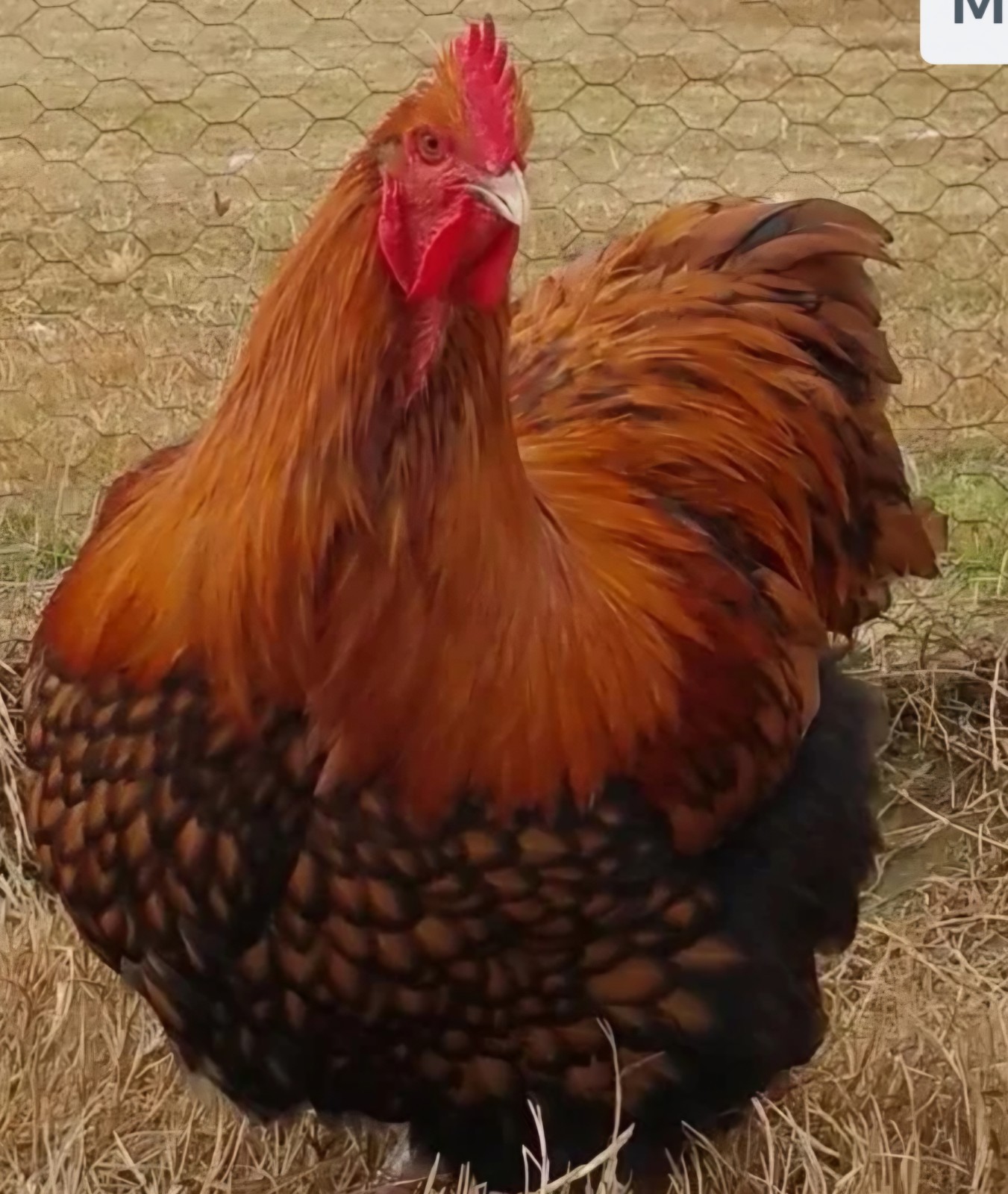 8+  English  Gold Laced  Orpington Hatching Eggs