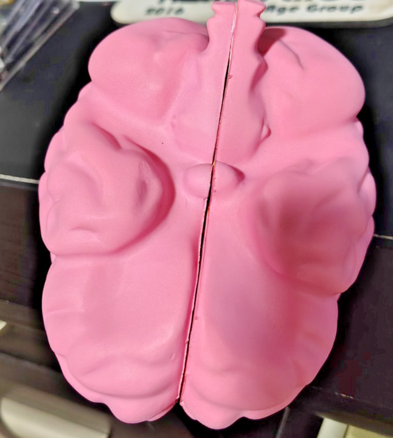 Foam Brain Model, Great Educational Tool for Learning & Teaching MAGNETIZED
