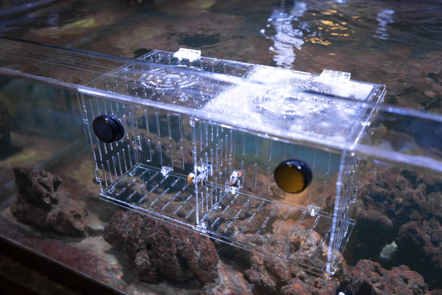 Magnetic Acclimation Box fish Breeder Nursery isolation Tank