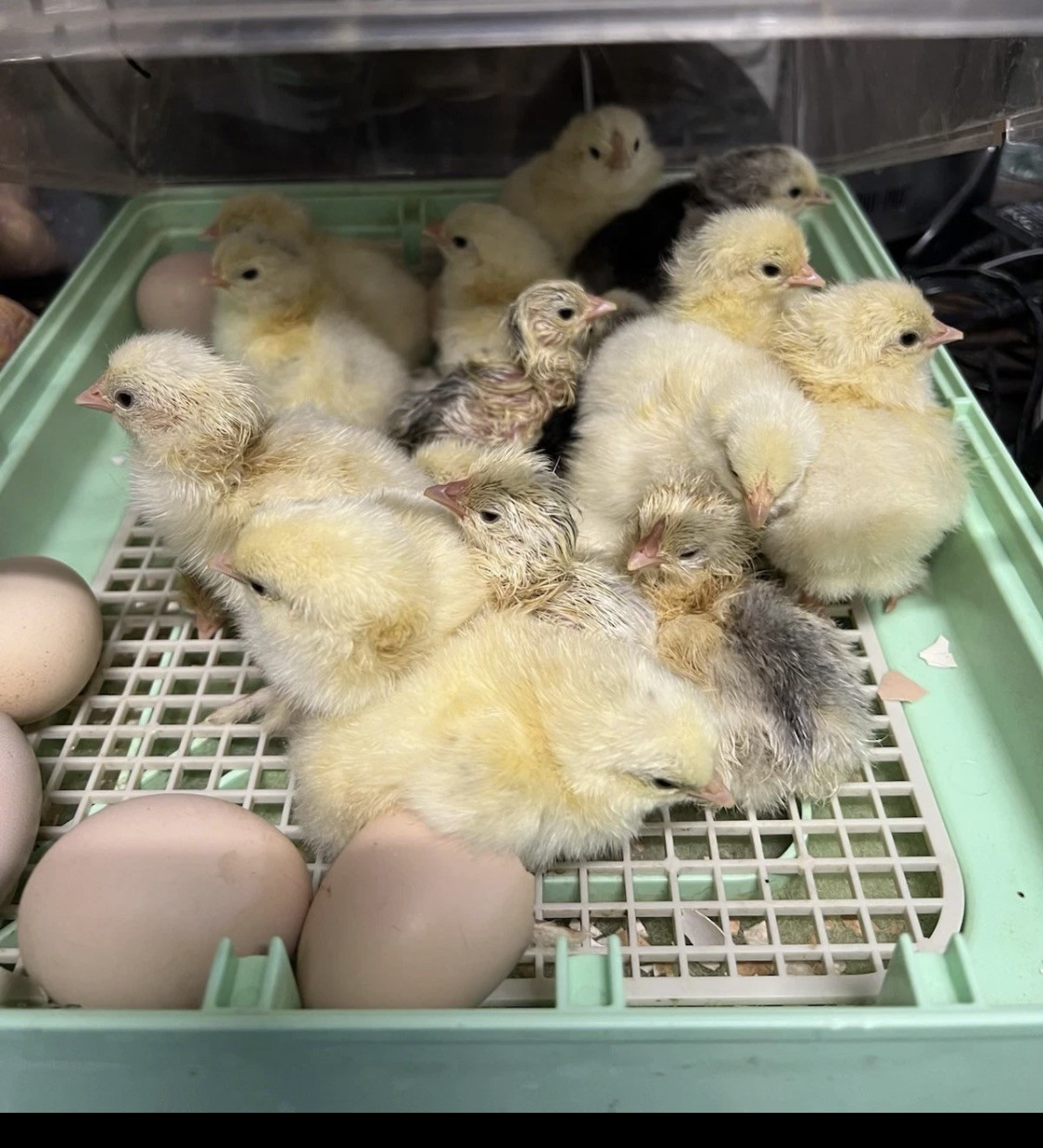 Pure Bred White Light Brahma Fertilized Chicken Hatching 12 Eggs
