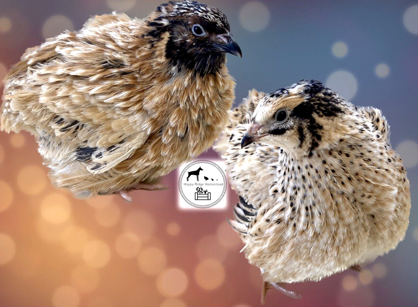 60 Jumbo Fawn (Italian/Manchurian) Coturnix Quail Hatching Eggs-UPS  2nd Day Air