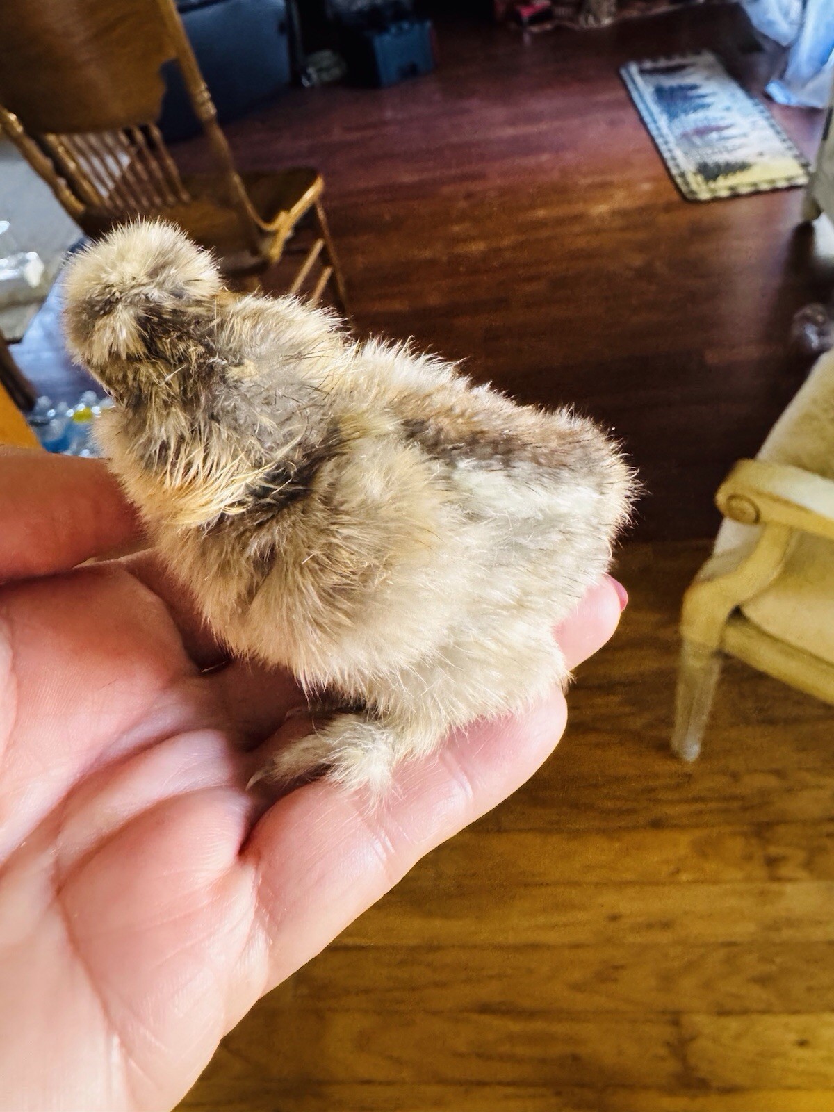 Silkie Hatching Eggs 7+ Calico Partridge Black Gray White Splash And Paint