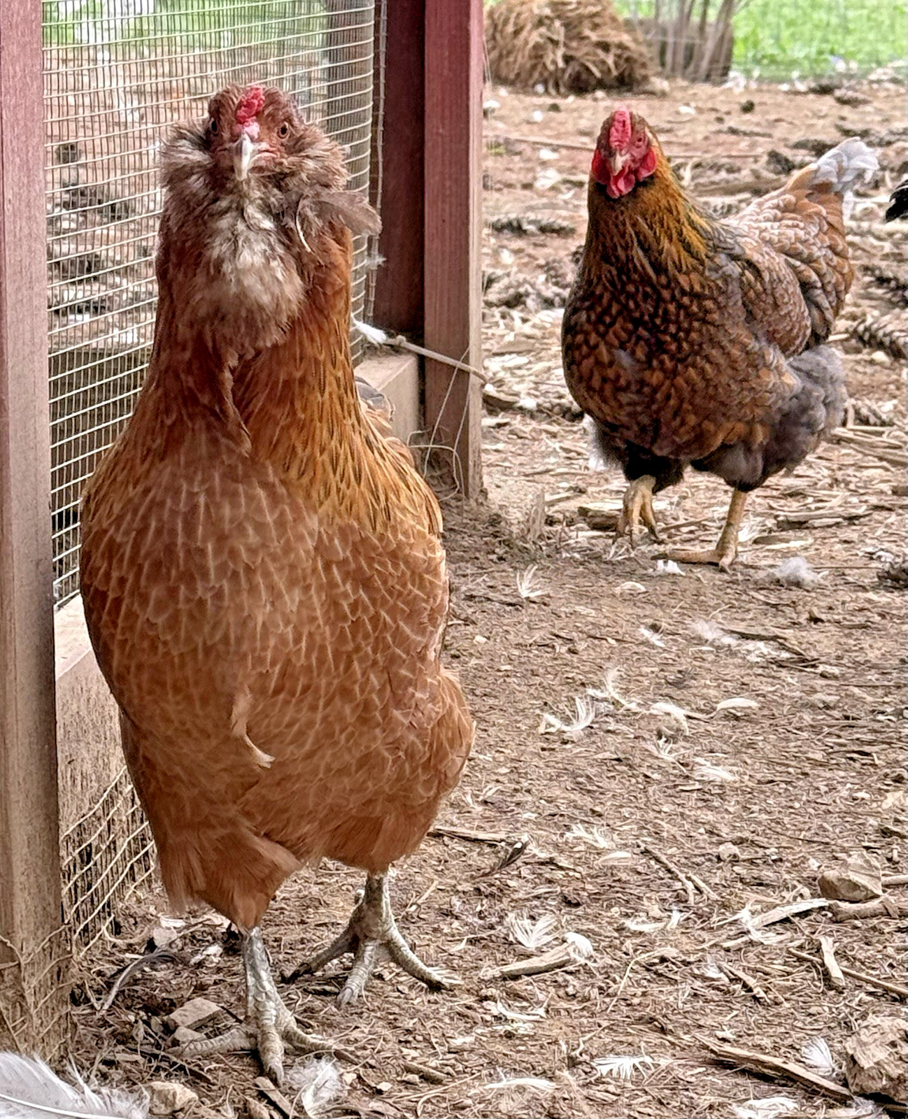 8++ Chicken Hatching Eggs ~Barnyard Mix~ Rainbow Egg Layers ~ Premium Breeds