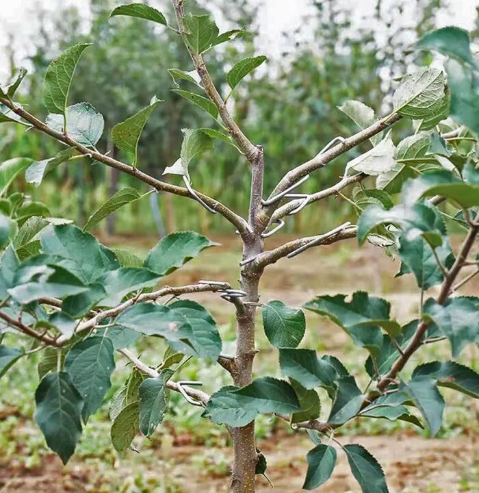 Fruit Tree Branch SpreaderTree Branch Limb Spreader Bonsai Branch Training Mo...