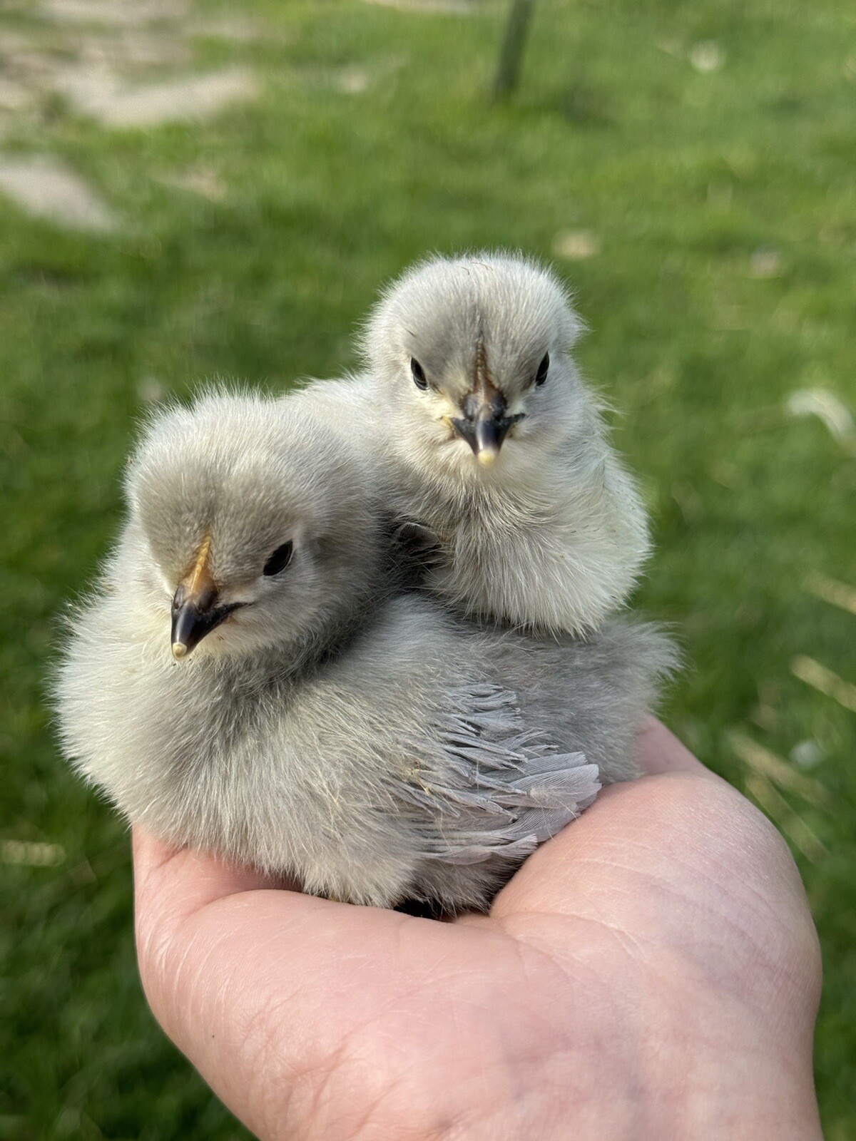 6+ Organically Raised Lavender Orpington Fertile Hatching Chicken Eggs