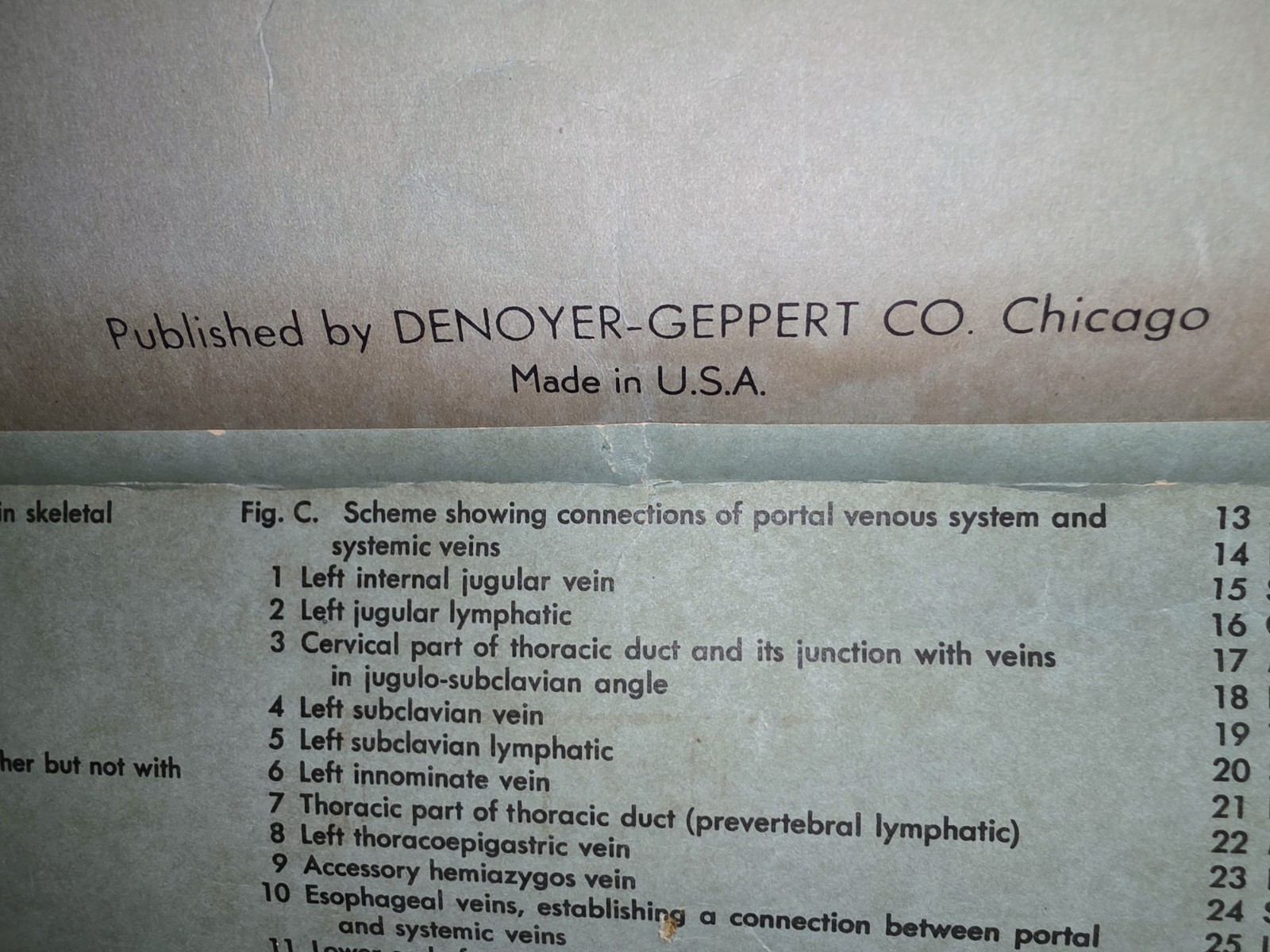 Denoyer-Geppert Anantomy Series Chart