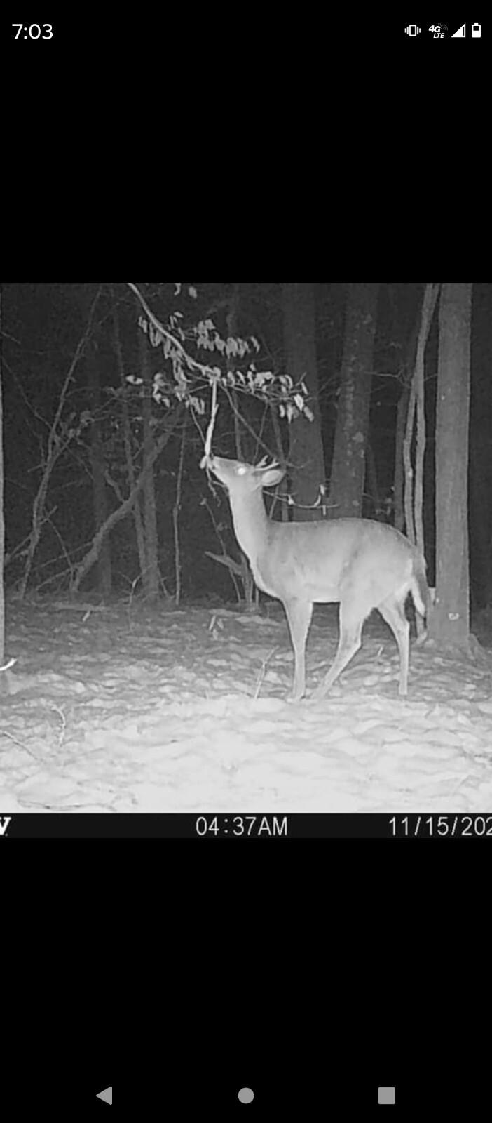deer attractant Rope Kit! Free Shipping!