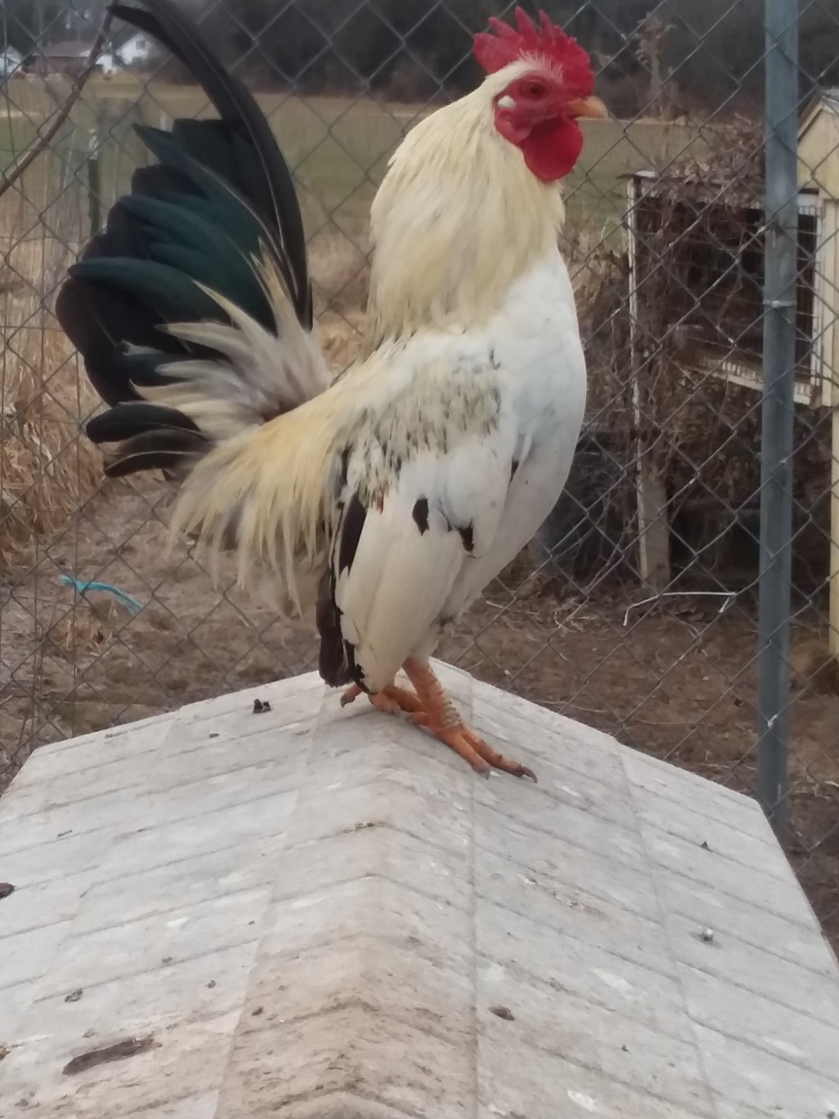 10+ Fertile Serama Chicken Hatching Eggs