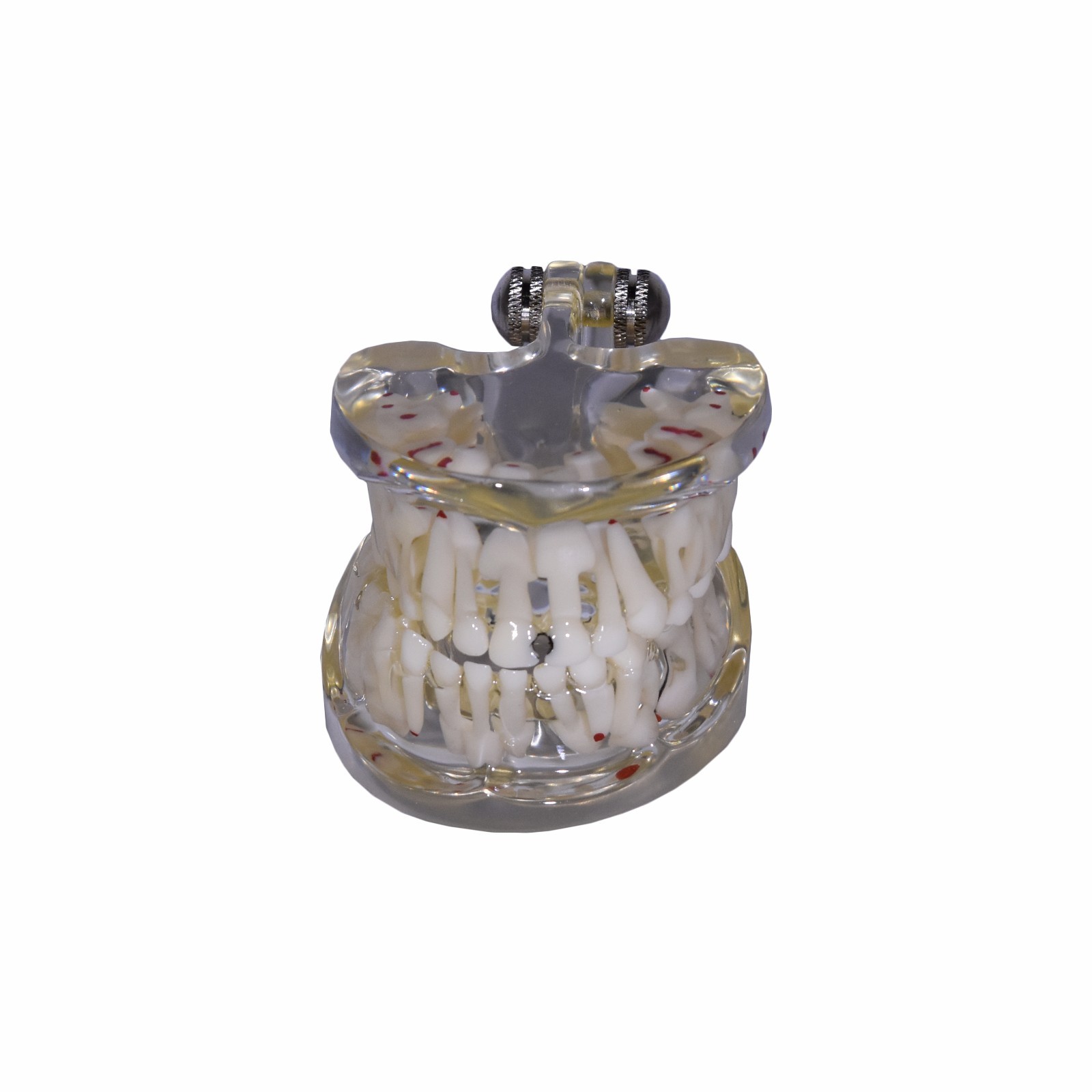 REDLAND Dental Demonstration Teeth Educational Model -1089 Model 6