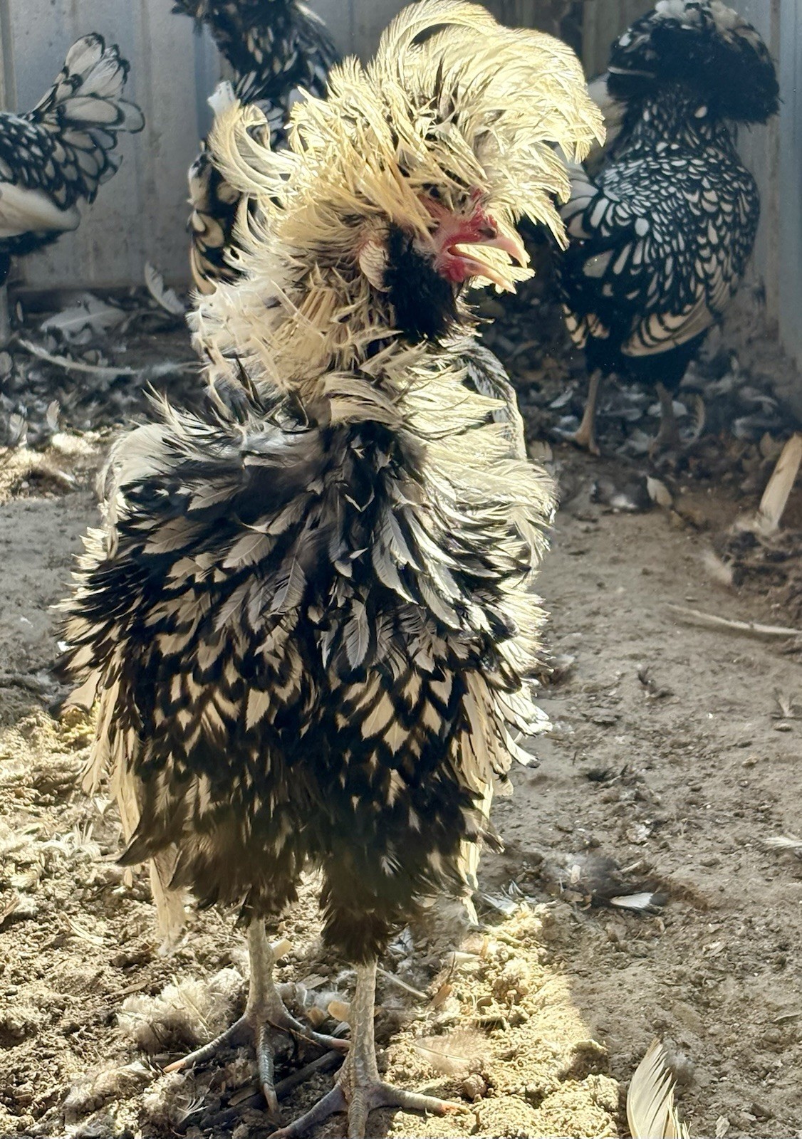 12 TOTAL -pure silver Laced Polish Eggs