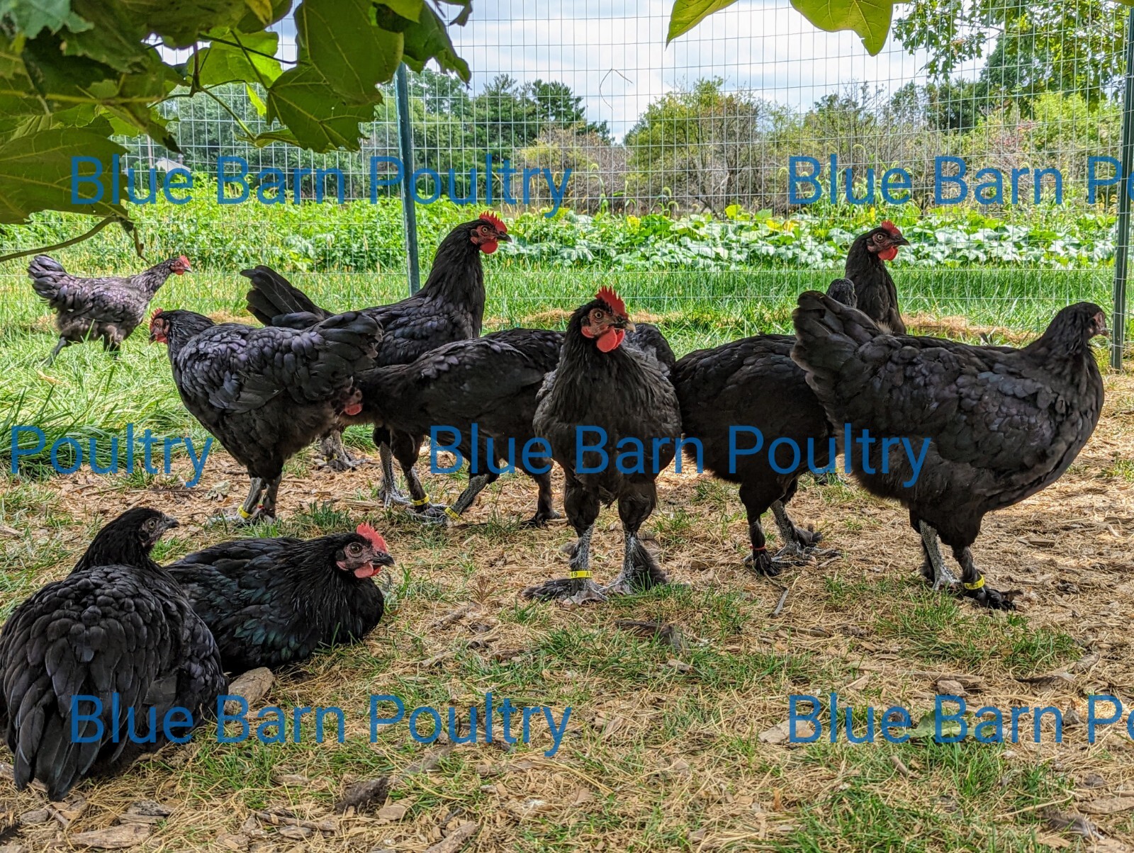 6 Solid Black Marans Chicken Hatching Eggs. Purebred. NPIP.