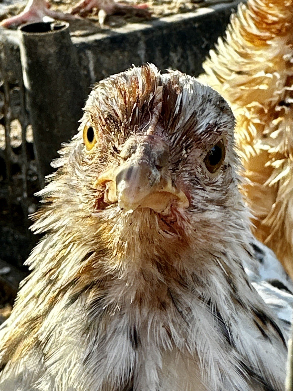 6+ Bantam Cochin Hatching Eggs, Calico, Frizzle, Splash
