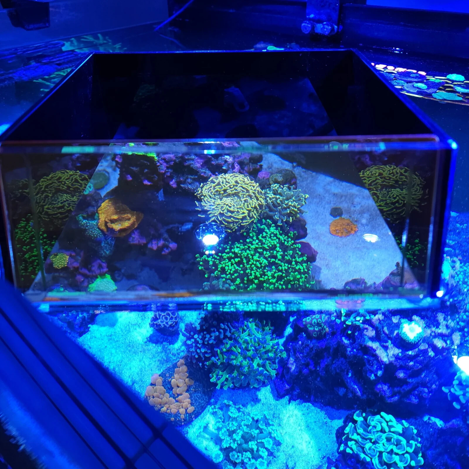 Flipper Top Down Viewer w/ Orange Filter