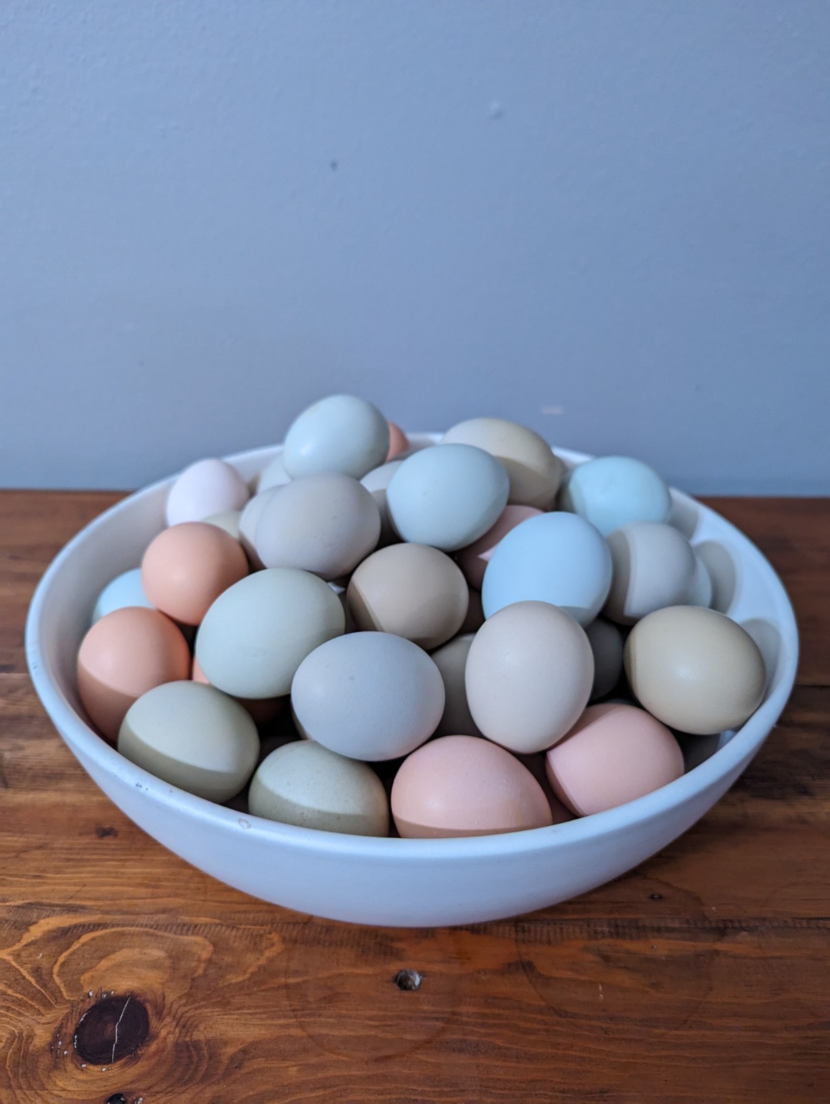 12 Rainbow Chicken Hatching Eggs - Healthy Flock - Fertile - Free Shipping
