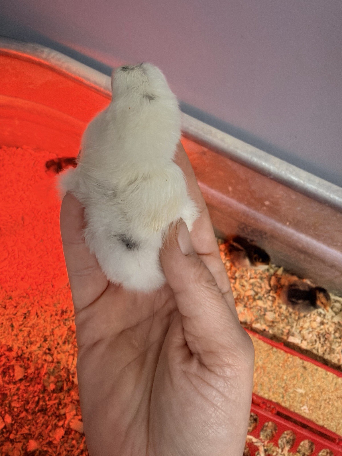 6 Ayam Cemani/ 6 Zombie Hatching Eggs