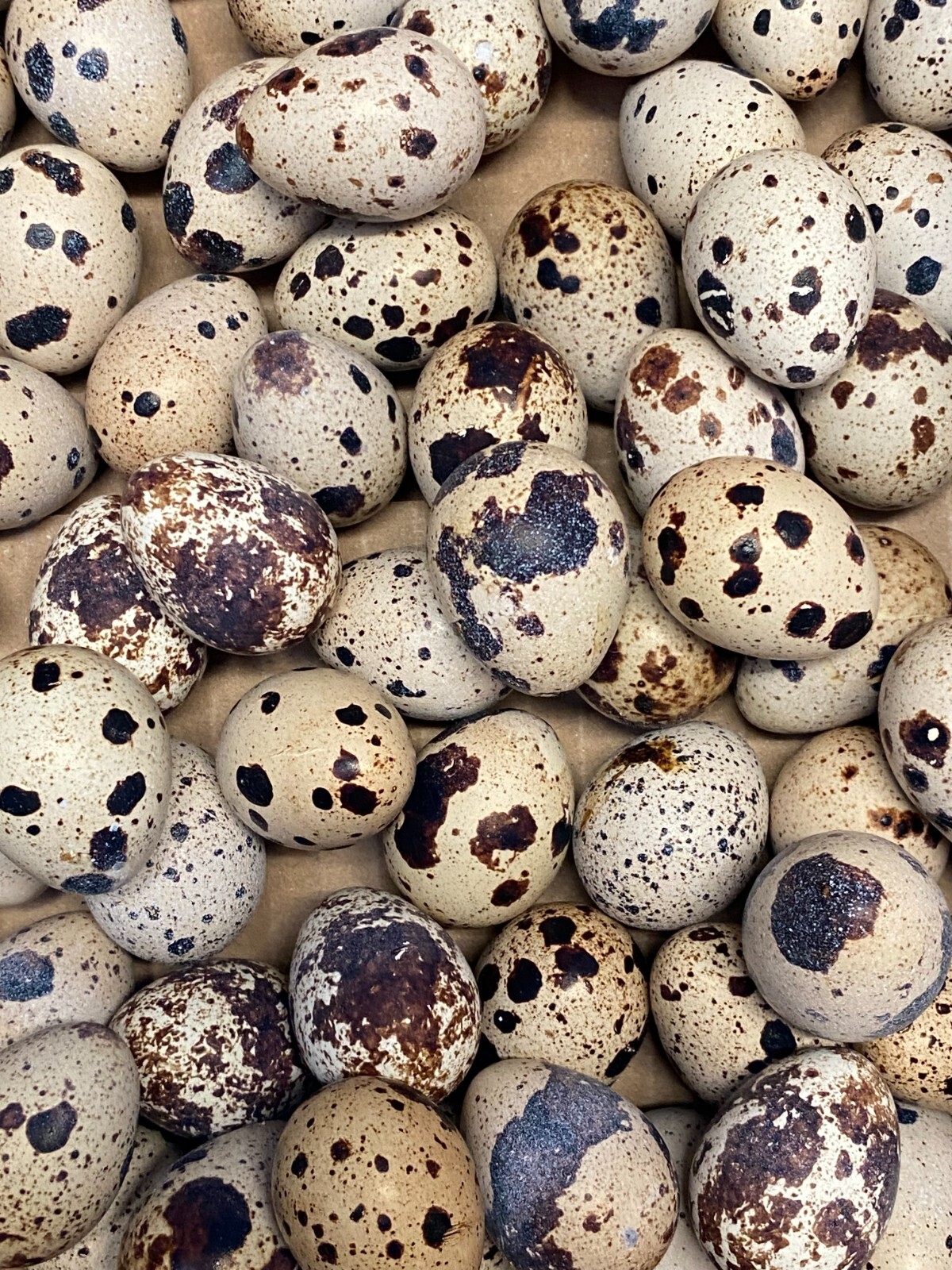 25 + Jumbo Pharoah Coturnix,Jumbo Italian, tuxedo Quail Hatching Eggs