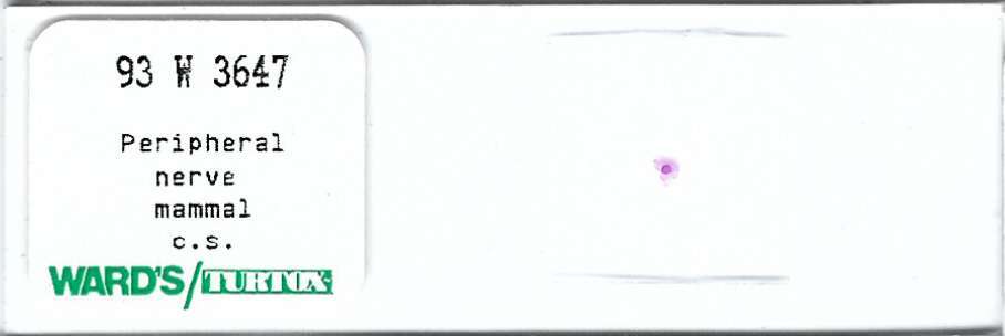 Mammalian Peripheral Nerve Microscope Slide