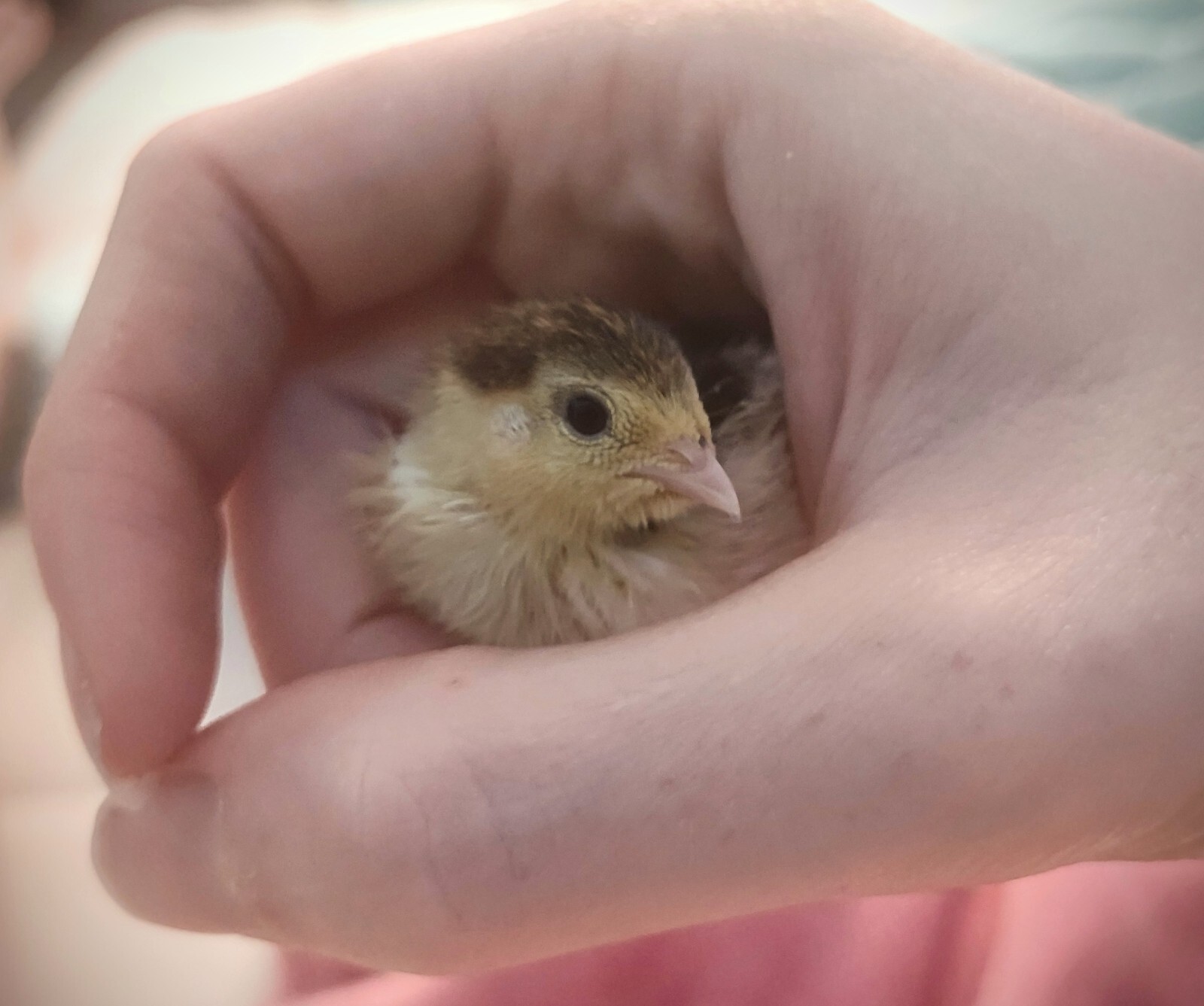 12 Fresh Organically Raised Button Quail Fertile Hatching Eggs Shipped Securely