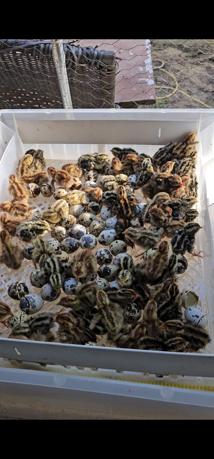 Live Quail Chicks Mixed Colors - Quail Poultry Type, Live Bird, 40 Eggs!!