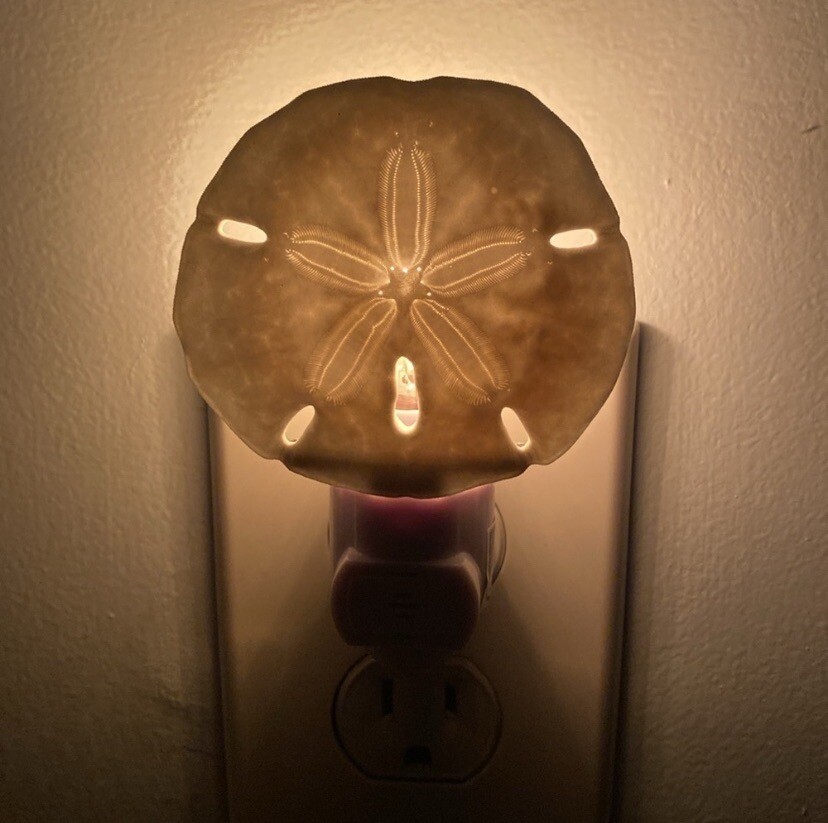 Hand-Crafted Real Sand Dollar Night Light