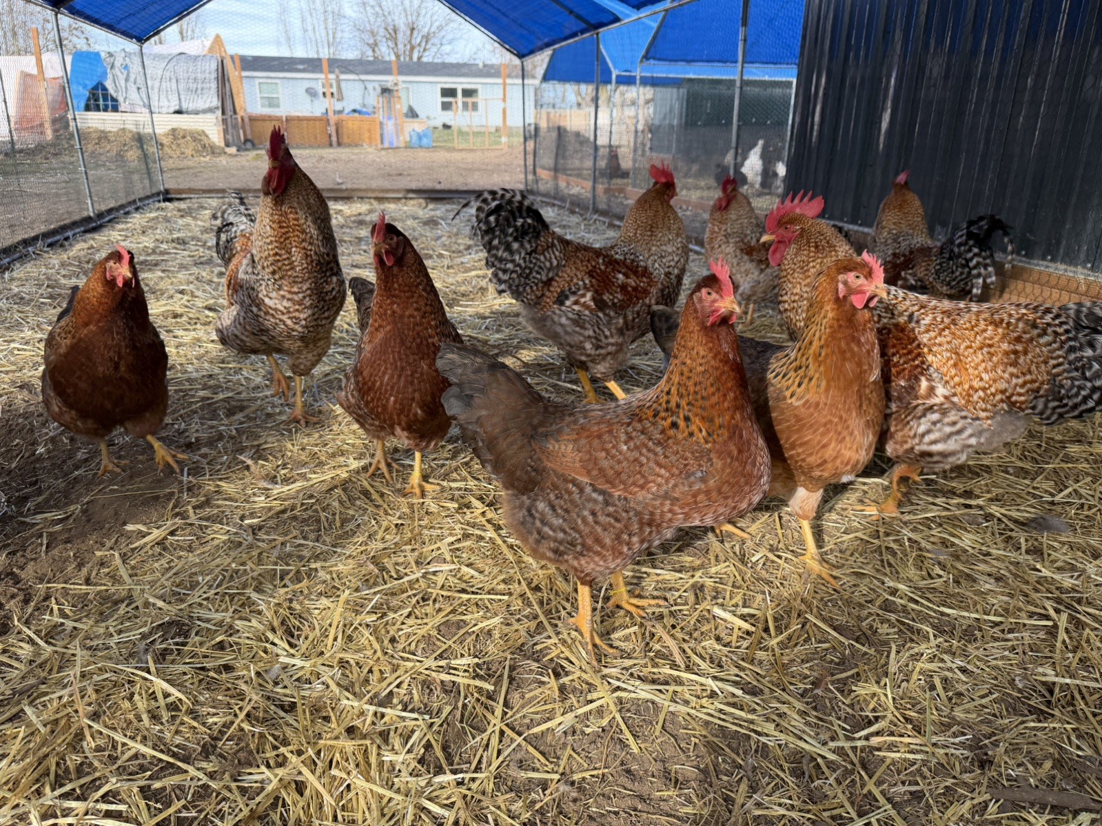 12 +  Bielefelder Hatching Chicken Eggs NPIP and AI clean