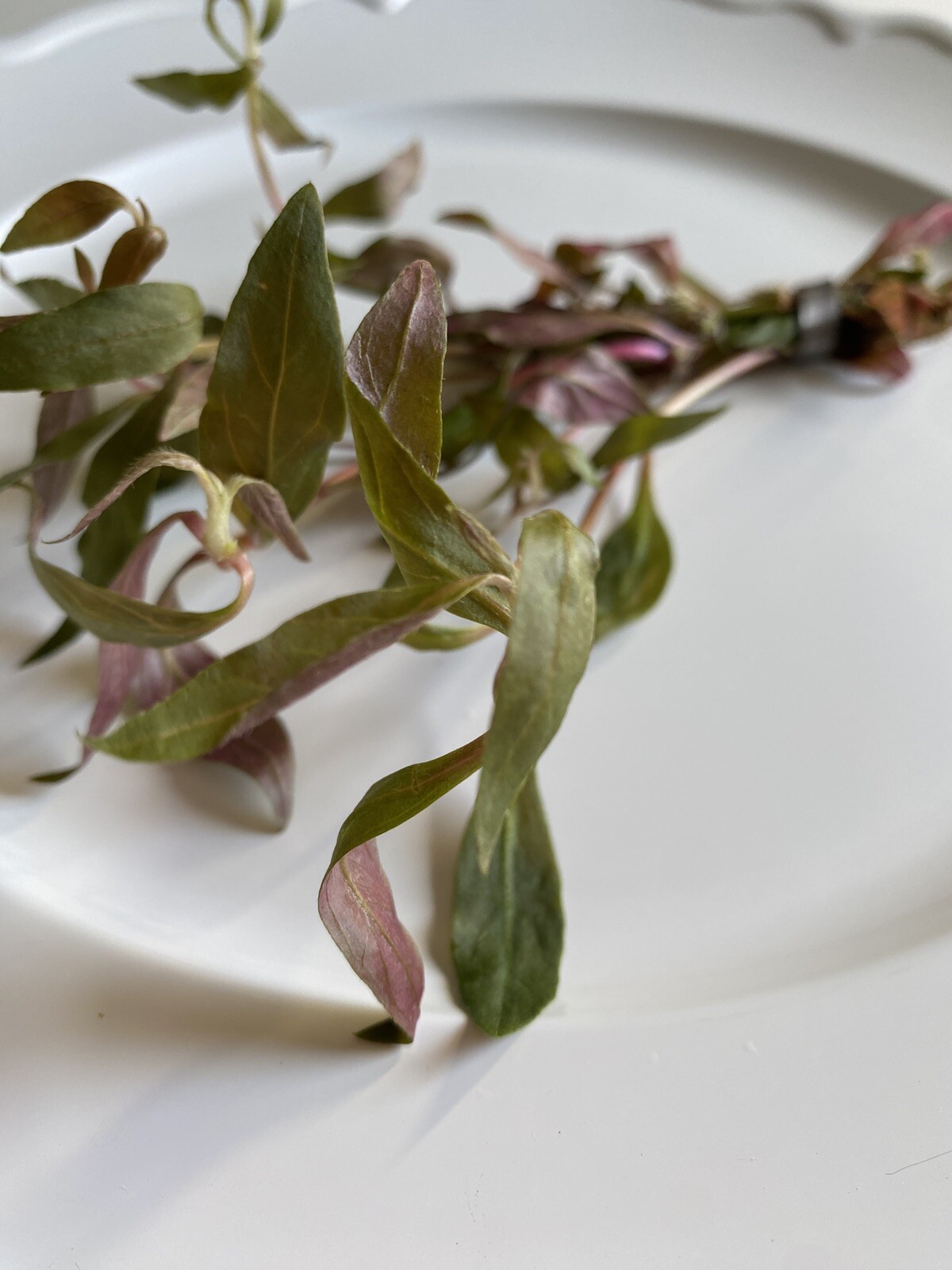 BUY 2 GET 1 FREE- Scarlet Temple Live Aquatic Plant- Beautiful Pink Plant!