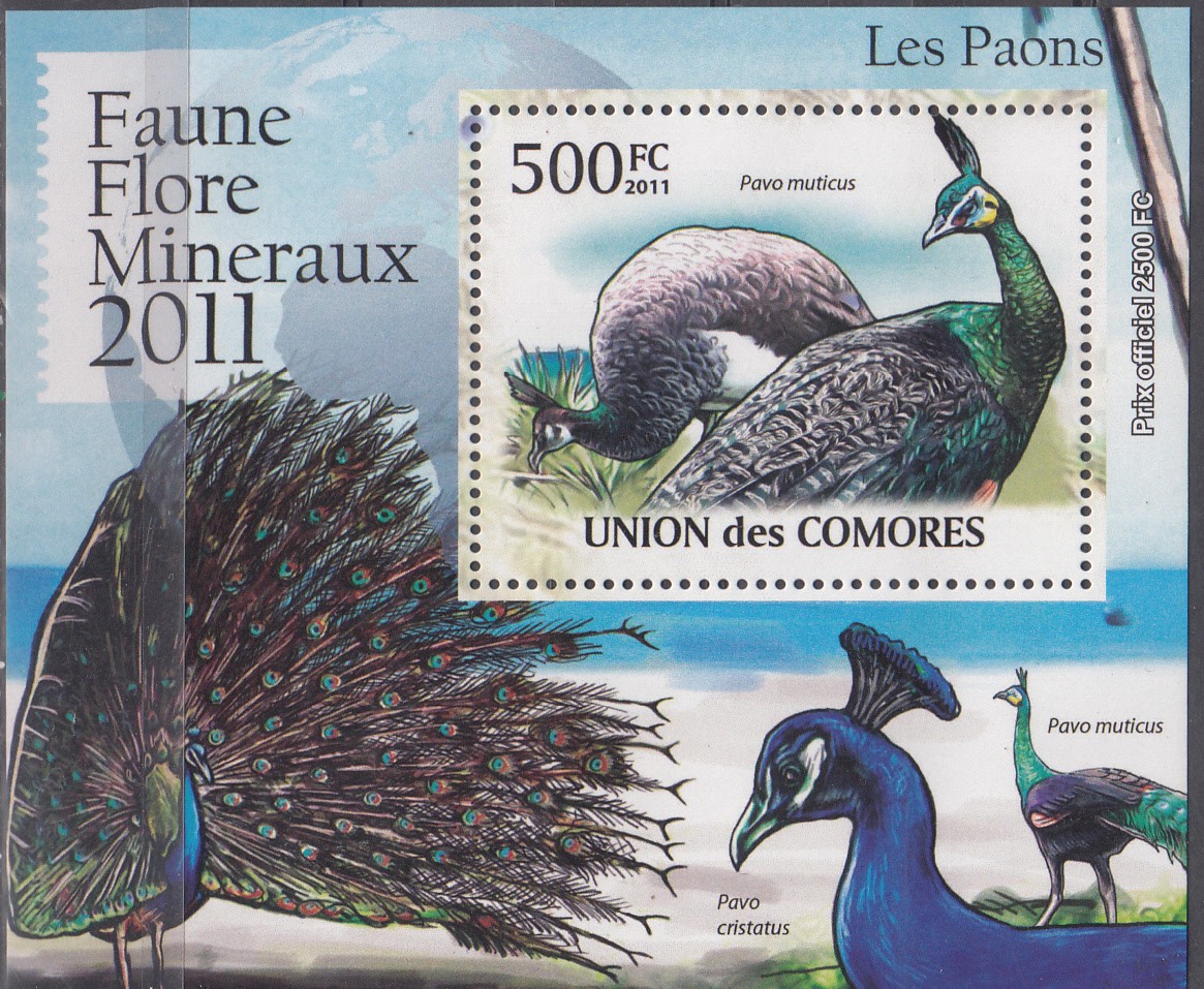 W COMORO Y2011 (19) (2) BIRDS