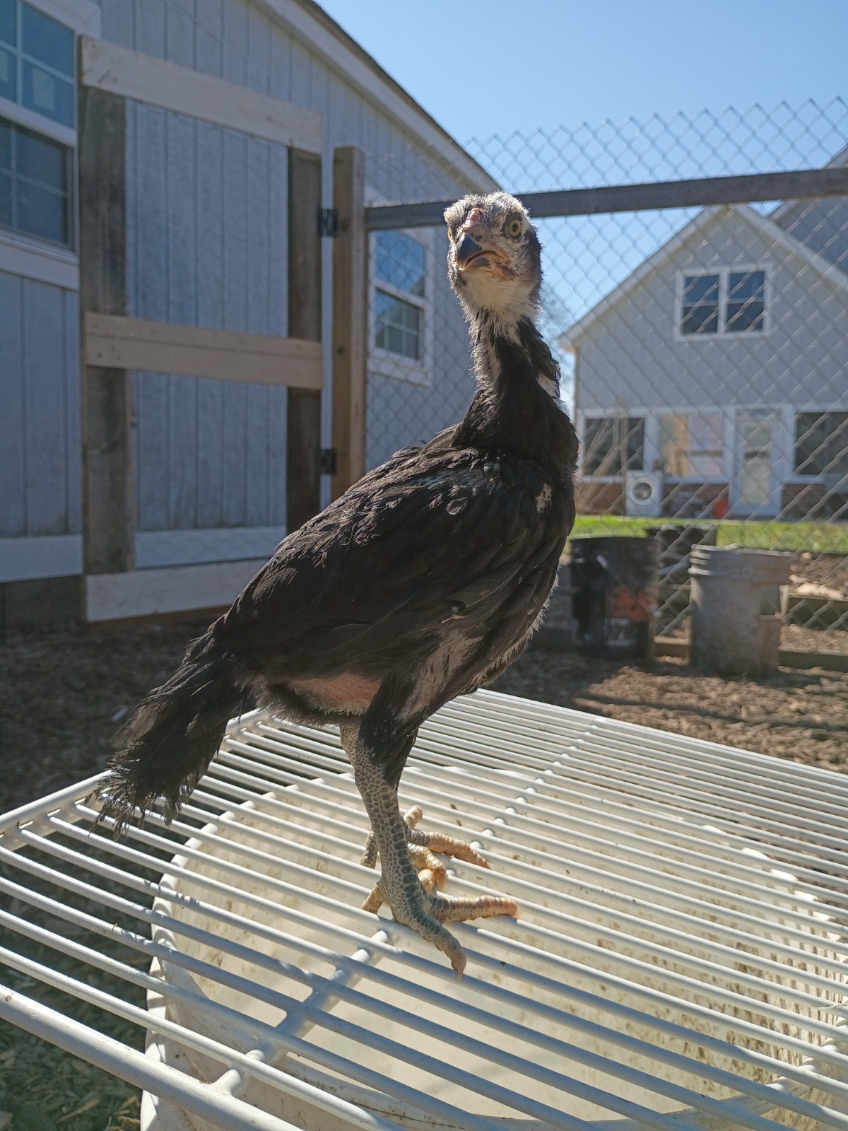 6 Rare Heritage Chicken Hatching Eggs –D0N- Gan0i-Cold Season Sale