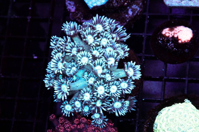 Ice Cold Goniopora WYSIWYG - SAQ Coral Farm