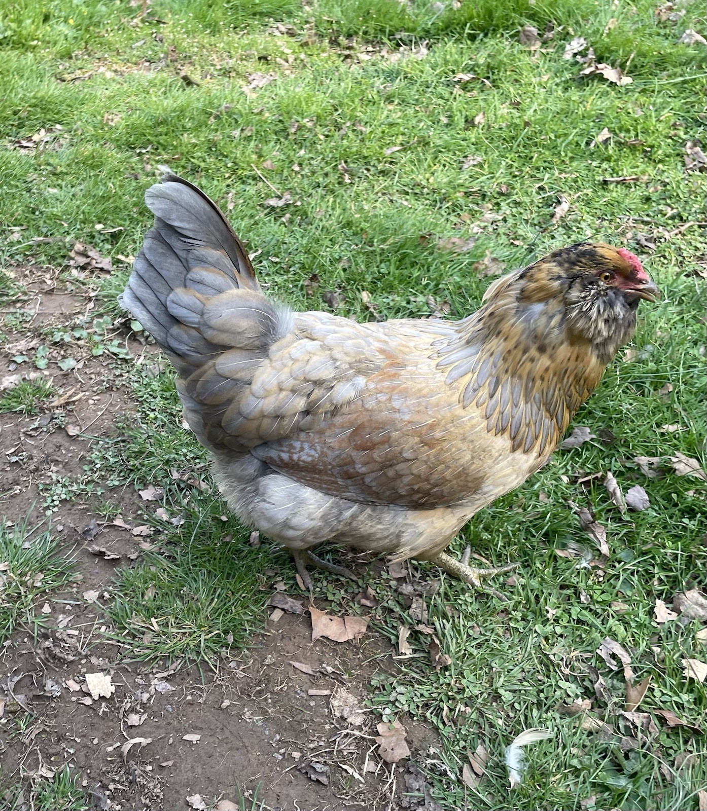 6+ fertile chicken hatching eggs