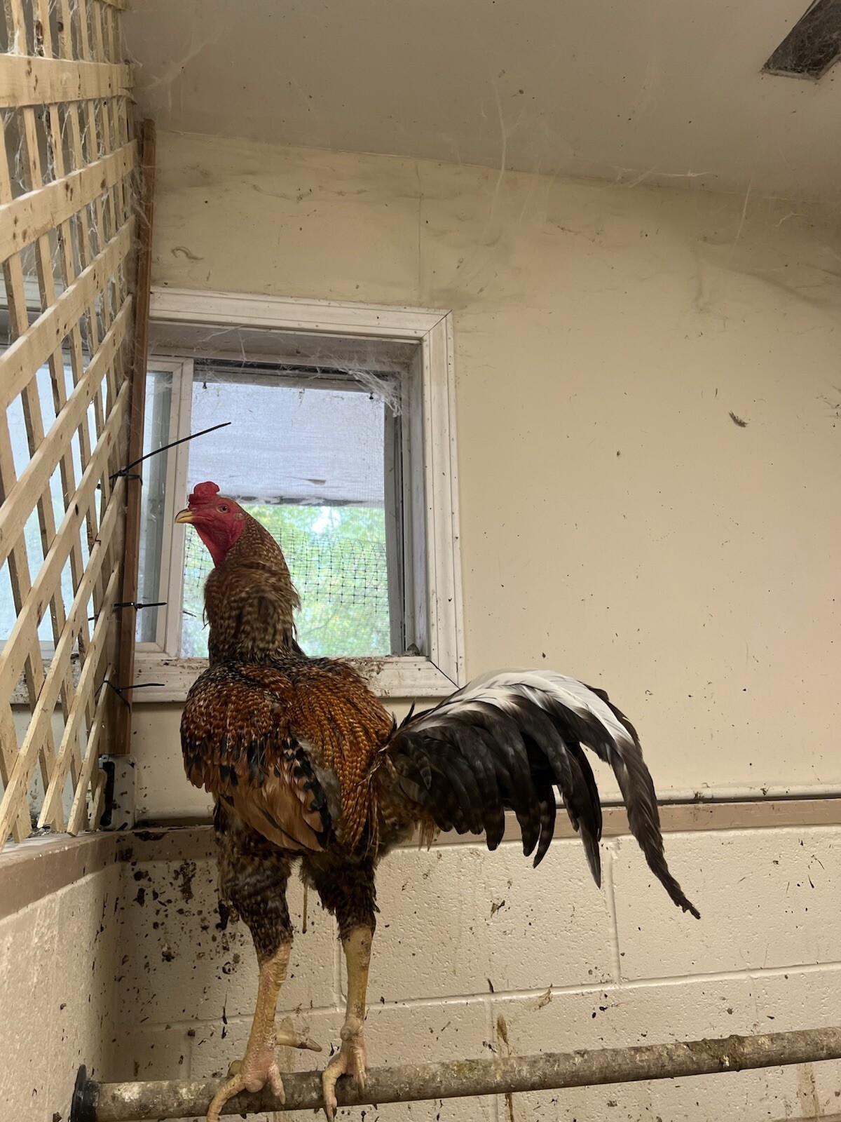Indio Gigante 1 Dozen Hatching Eggs See Description For Shipping Timeframe