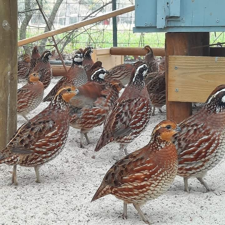 50 georgia giant bobwhite quail hatching eggs