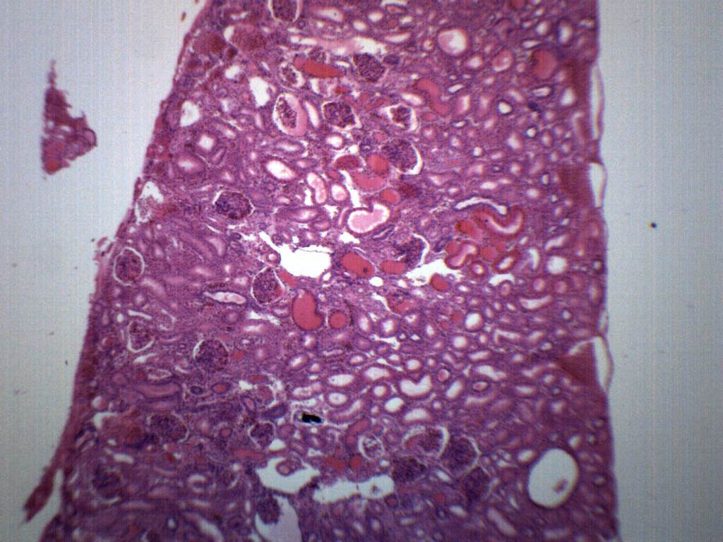 Frog Kidney Section - Prepared Slide - 75x25mm - Eisco Labs