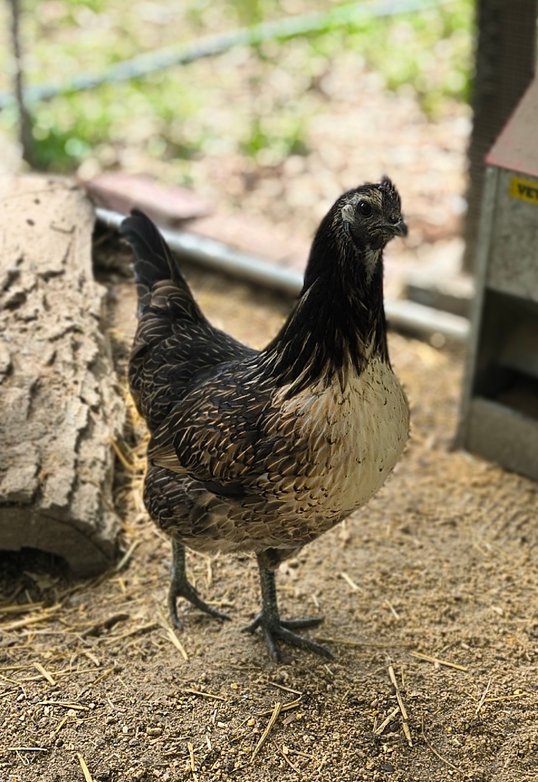 6 Rare Mosaic Hatching Eggs