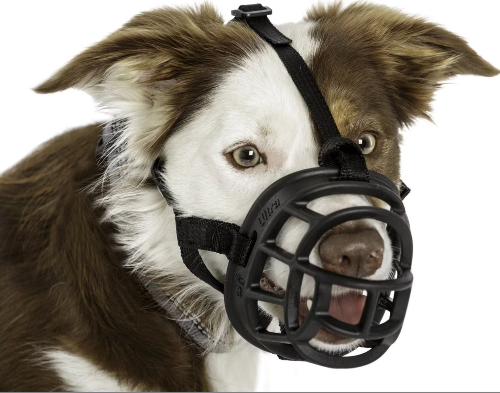New BaskerVille Ultra Muzzle for Dogs- Extremely Tough Durable Sizes 1-6