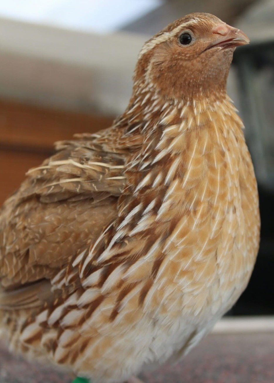 24+ Jumbo Cortunix Fertile Quail Hatching Eggs - Fast Growth, High Hatch Rate