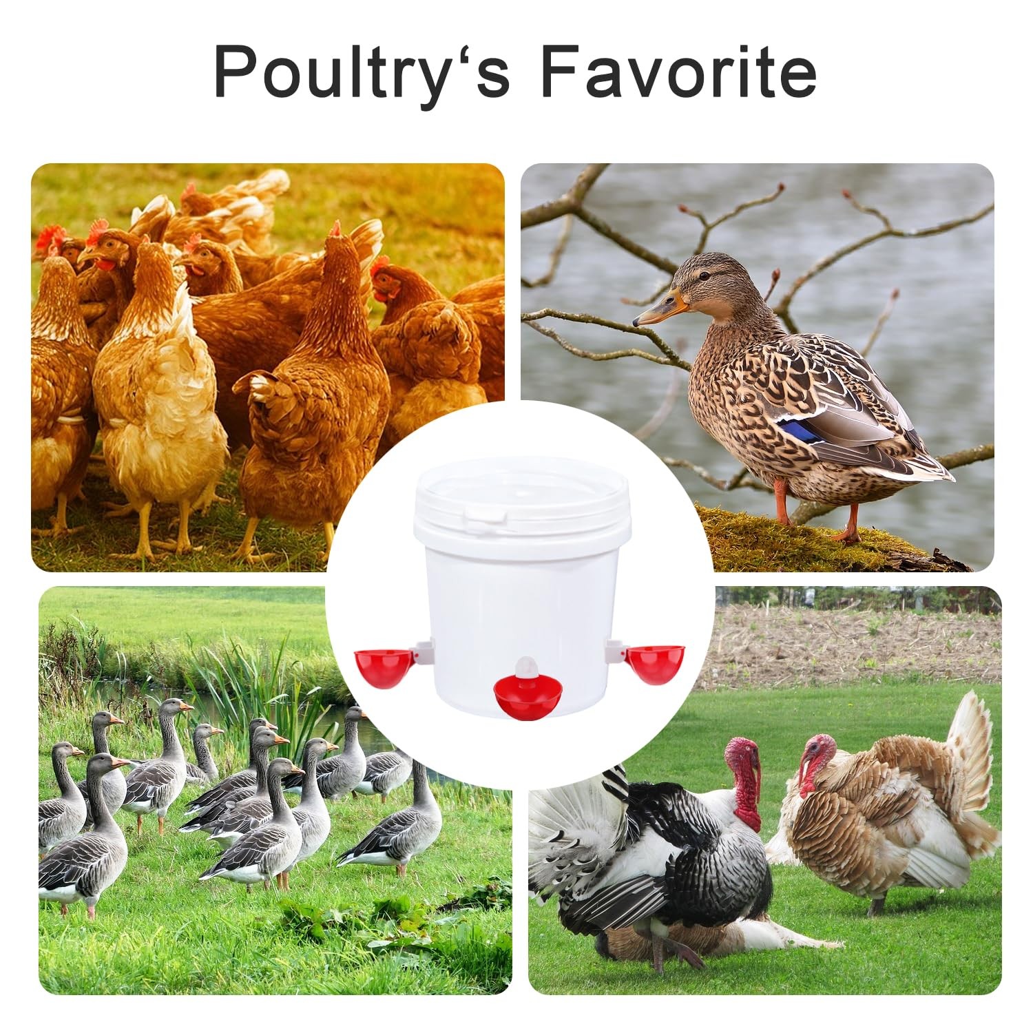 Large Automatic Chicken Waterer Cups 6 Pack Chicken Watering System Cups