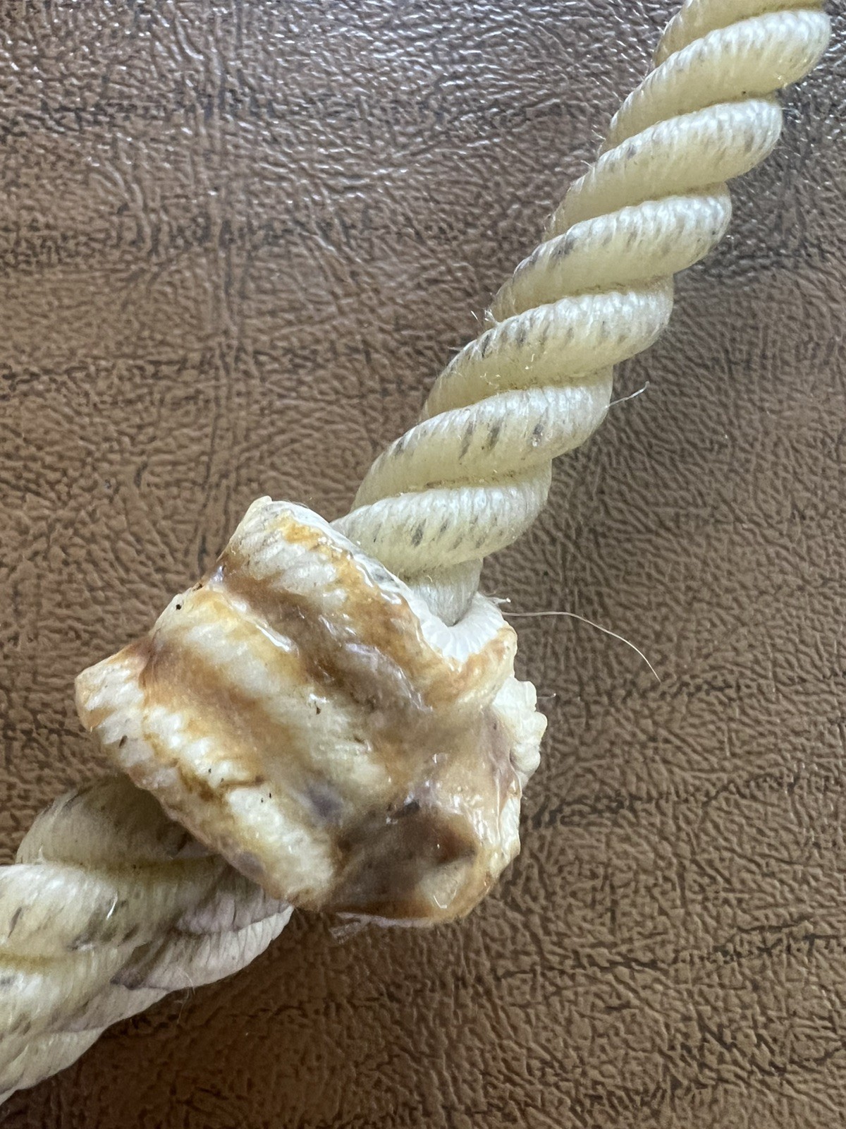 Rawhide Neck Ring For Bridleless Training